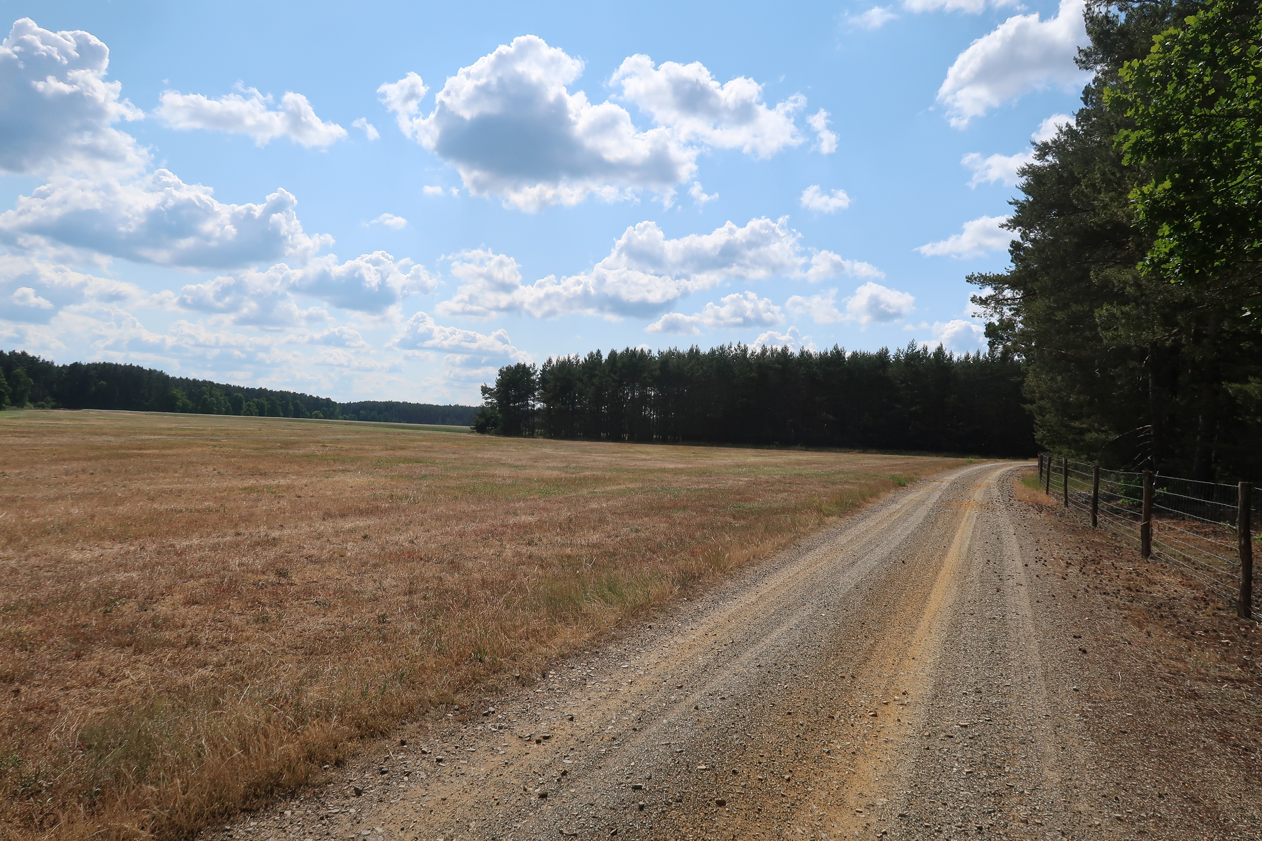 Mohn zwischen Kornfeldern